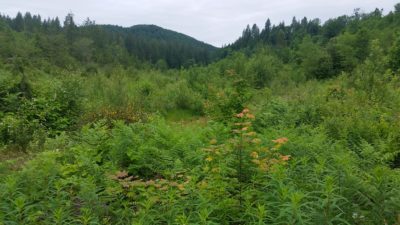 Why We’re Planting Oregon Trees in Washington