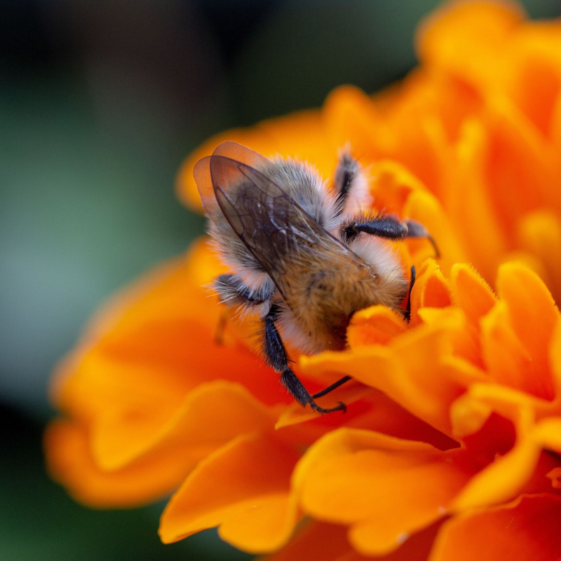 Mason Bees: Native Pollinators Class