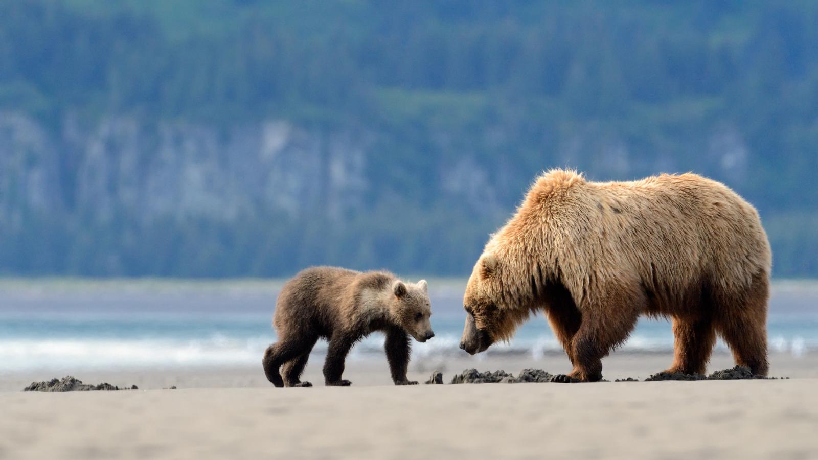 Grizzly Bear Recovery in Washington State - Mountains To Sound Greenway ...