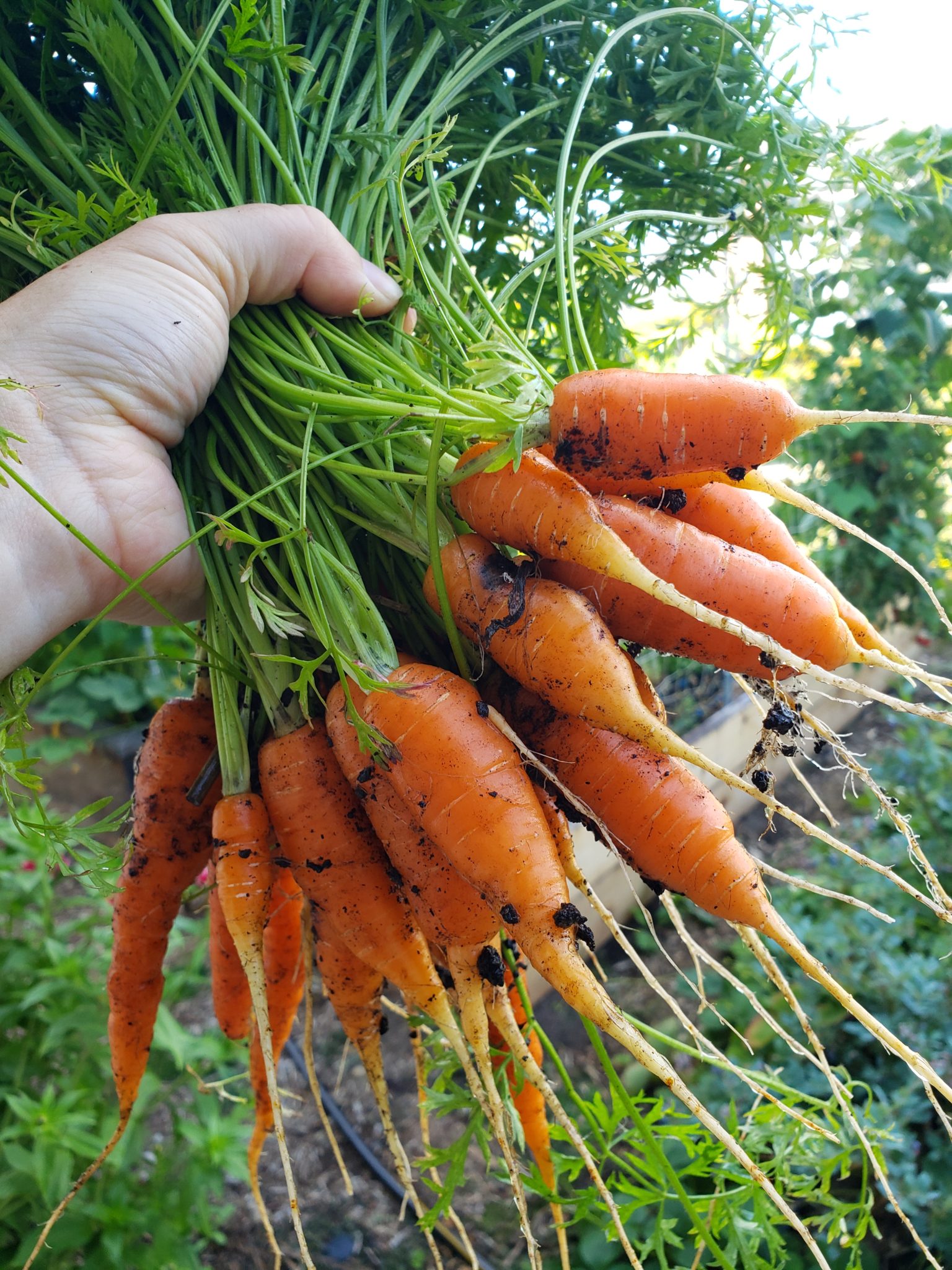 carrots Mountains To Sound Greenway Trust