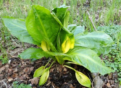 ‘Tis the Season for Skunk Cabbage in the Greenway!