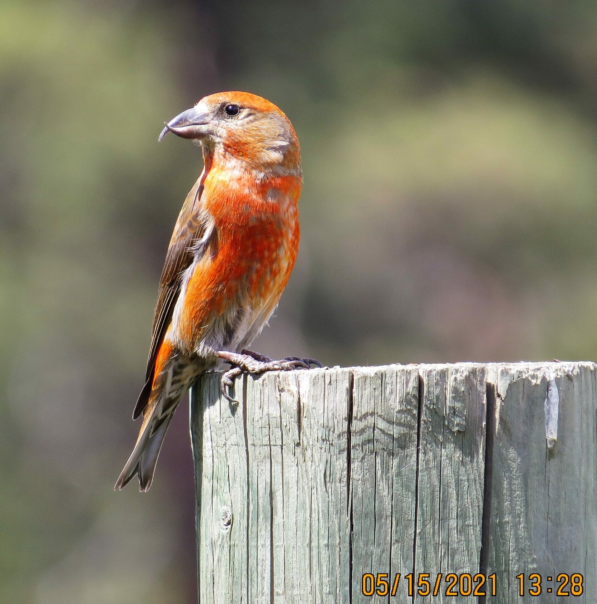 10 Birds to See in the Teanaway Community Forest