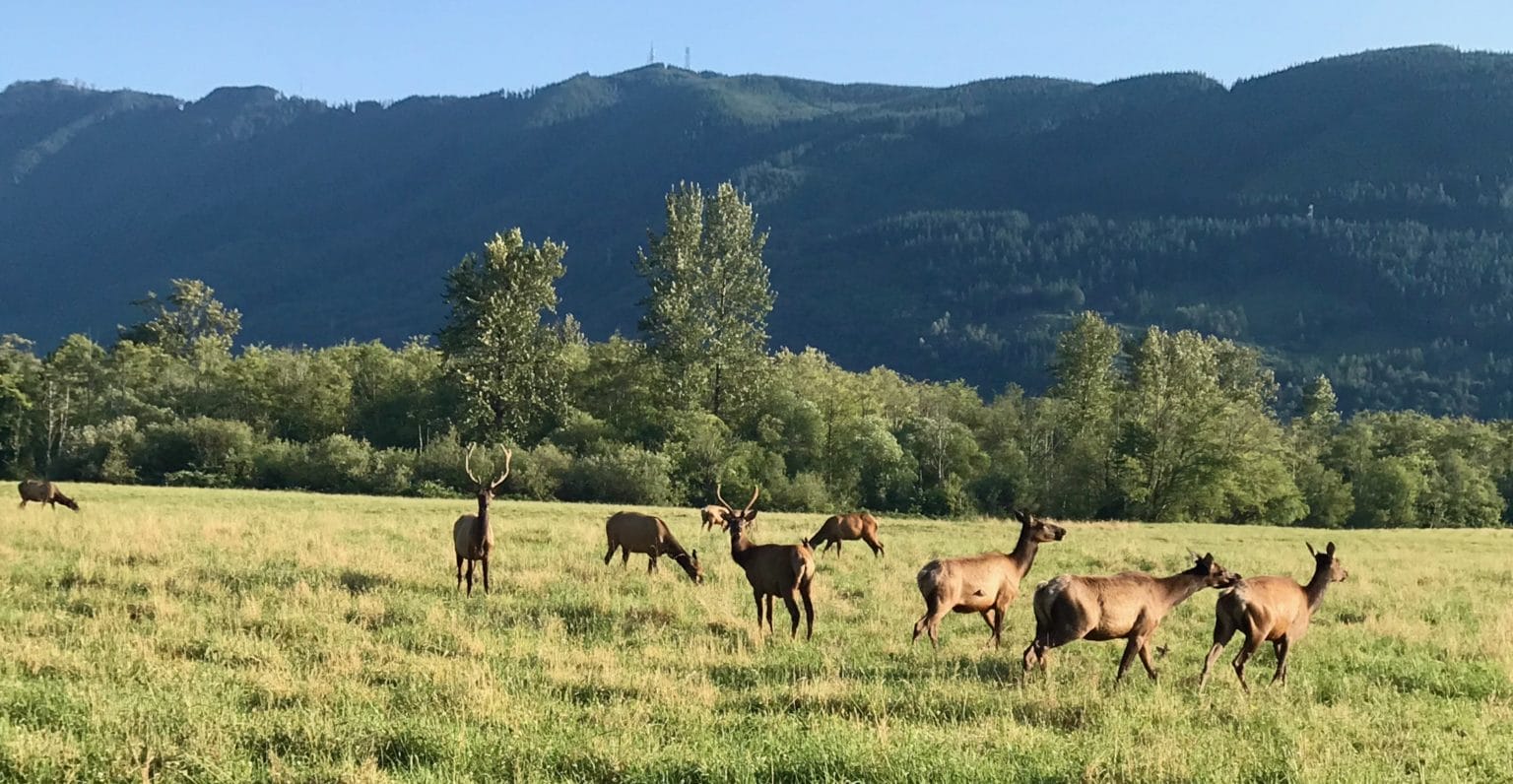 How History Lost and Saved Snoqualmie Valley’s Elk