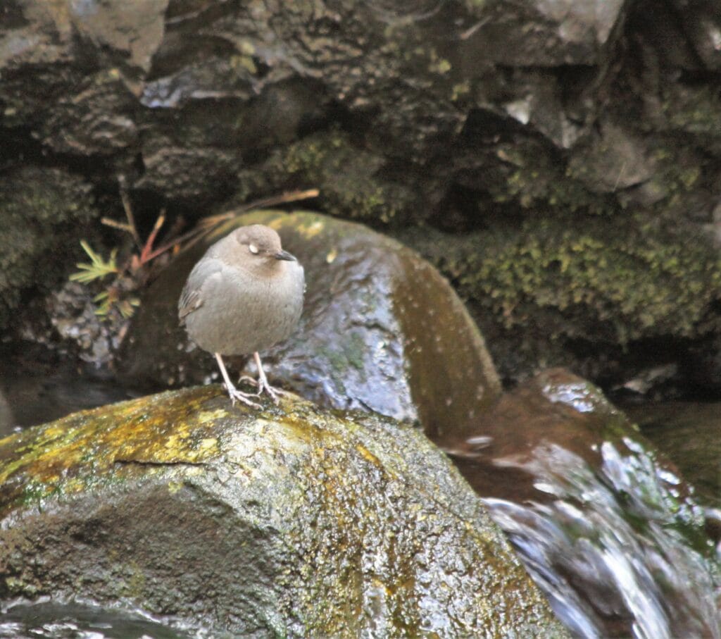 An American Dipper, on a rock, blinks, exposing its white eyelids.