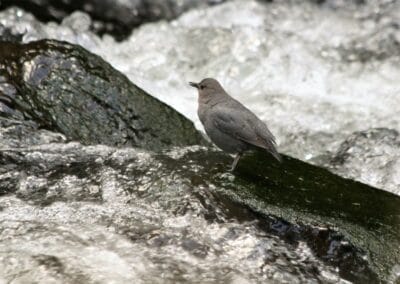 Slate gray American Dipper stands on a rock amid whitewater.