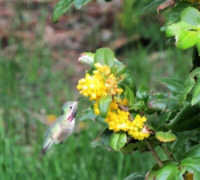 A Calliope hummingbird sips nectar from a bunch of yellow flowers. Its wings are a blur in the photo.
