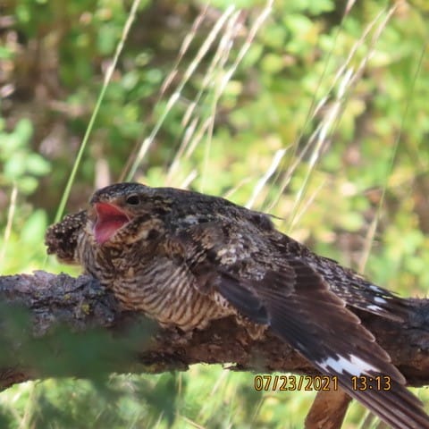 Low to a branch, the nighthawk has its beak open--the inside is a bright pinkish red.