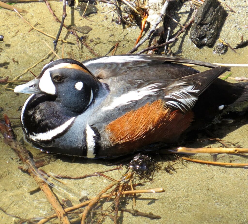 A male Harlequin duck has the markings of a court jester.