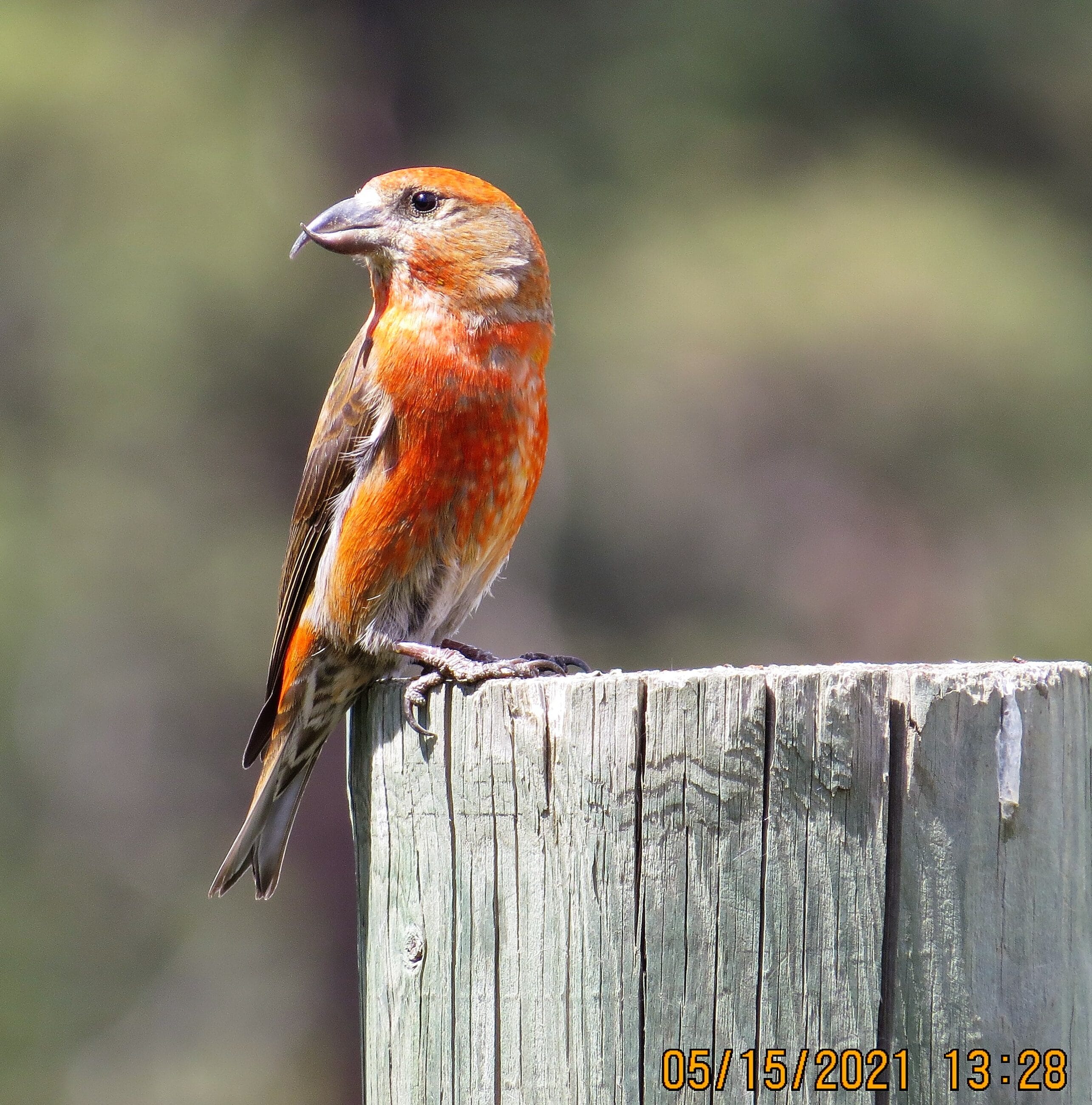 Teanaway Community Forest Late Season Birding