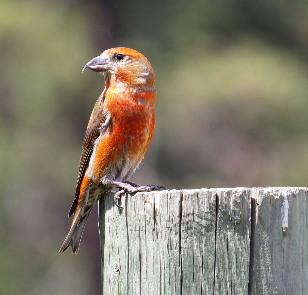 A male red crossbill sits on the edge of a fence post. Its head is turned, so its bill is clearly visible. 