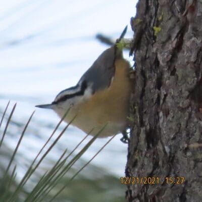 Nuthatches move up, down, and sidewise on tree trunks.