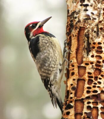 A red-naped sapsucker clings to the edge of a tree trunk filled with holes.