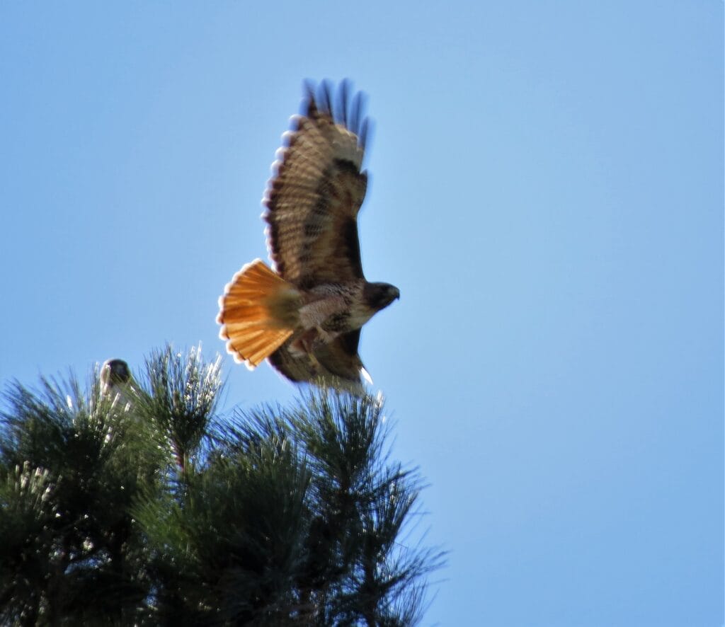 A red-tailed hawk flies above a pine tree. The light behind the bird makes its tail look even redder than usual and shows off the outline of the bird's shape.
