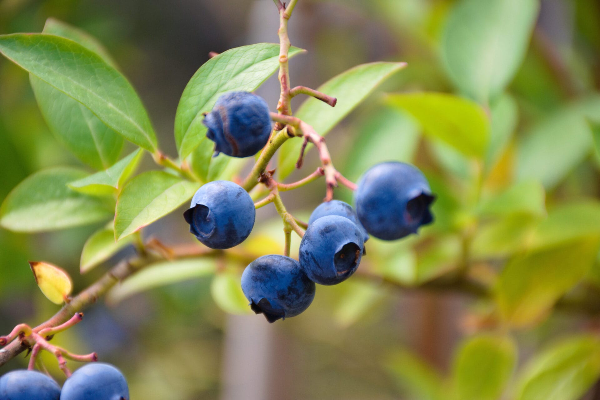 7 Spots for U-Pick Berries in the Snoqualmie Valley