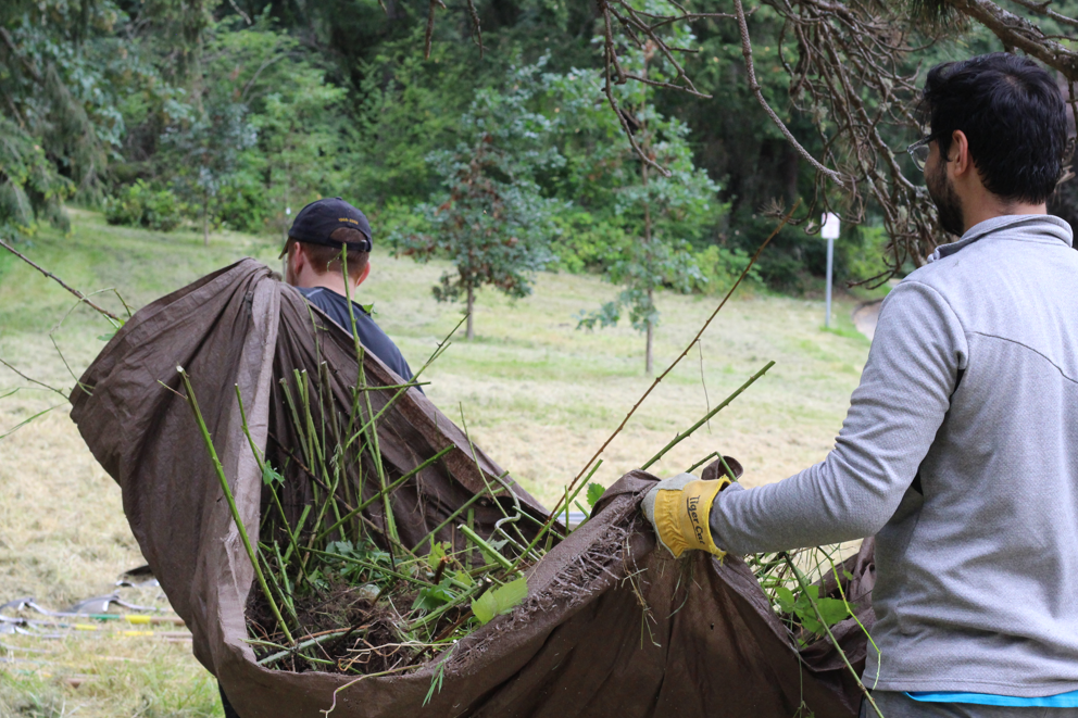 Two people carry a large tarp full of green branches