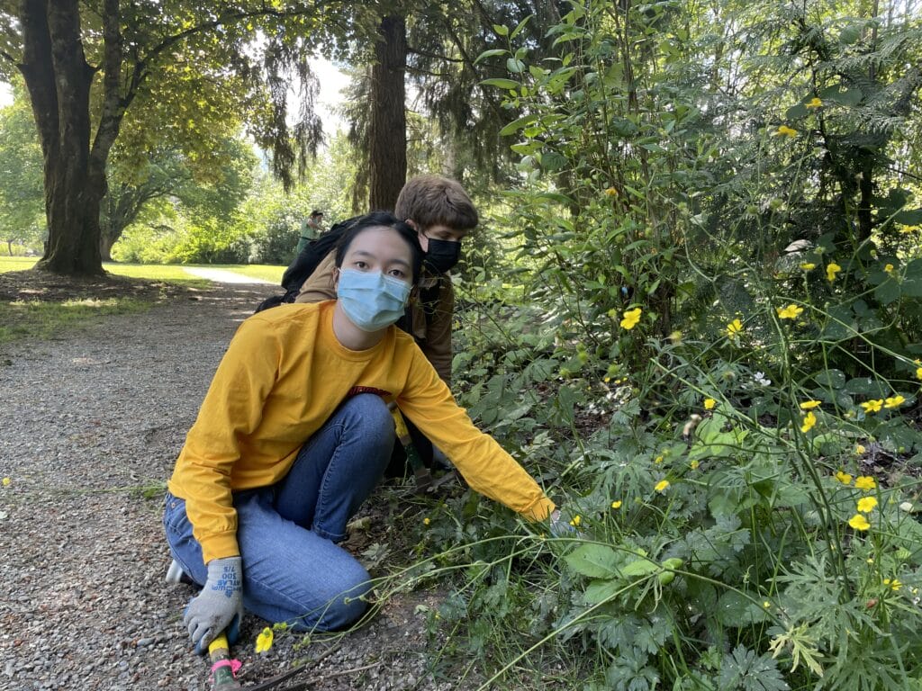 Young girl in yellow sweater shows us some of the buttercup she is working on removing from along the trail at Confluence Park. 
