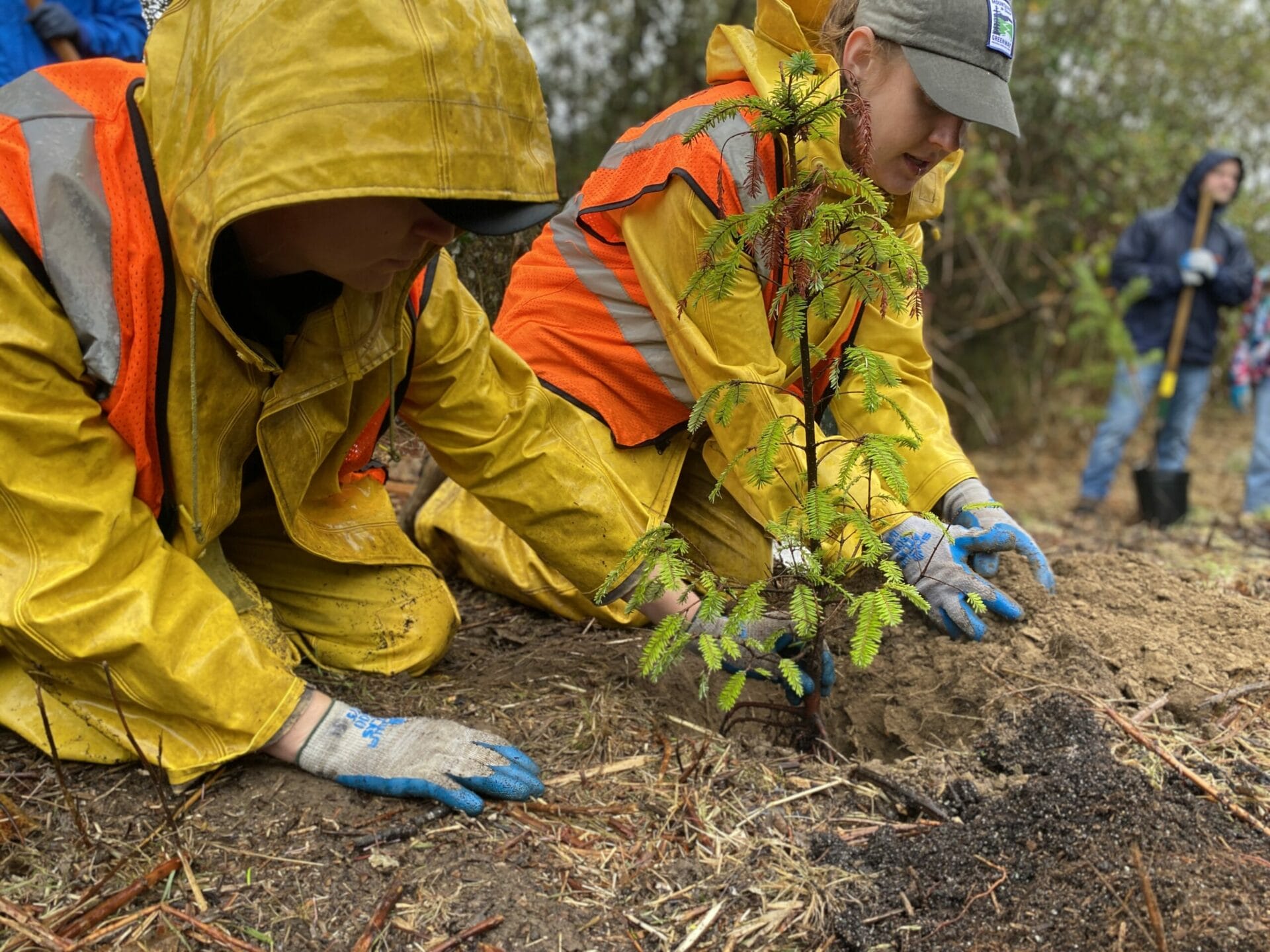 A Return to the Beloved Tree Planting Celebration - Mountains To Sound ...