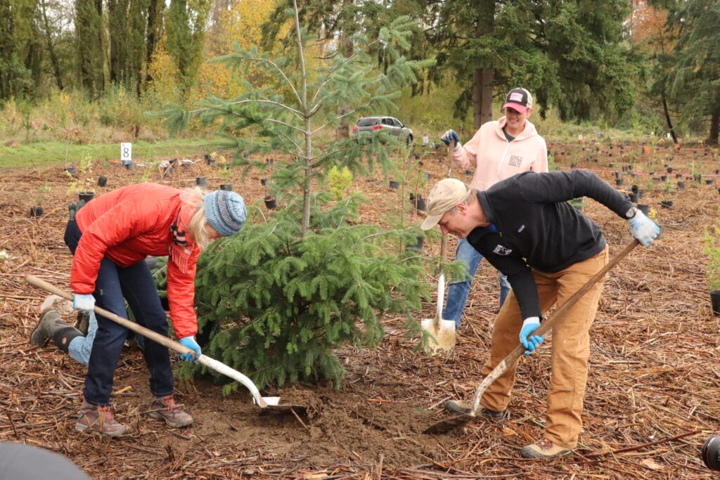 Three people use shovels to plant a tree in the Greenway