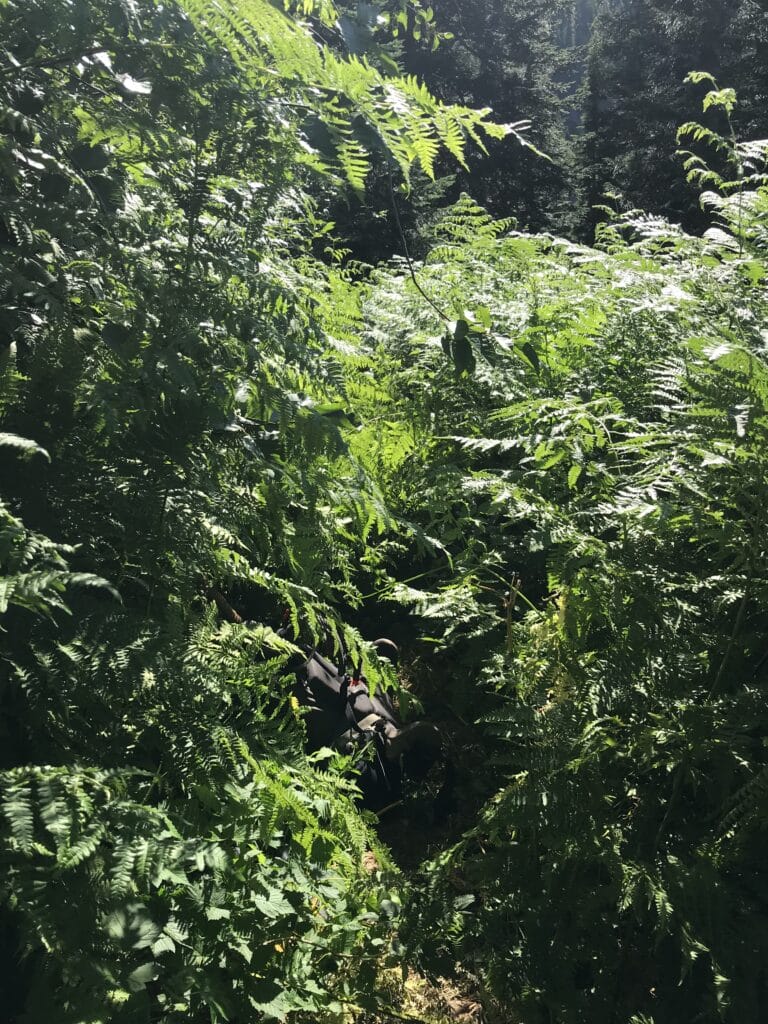A very overgrown trail
