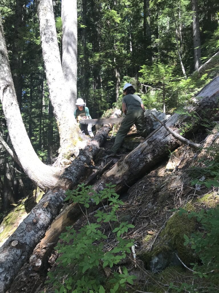 People sawing a large fallen tree by hand.