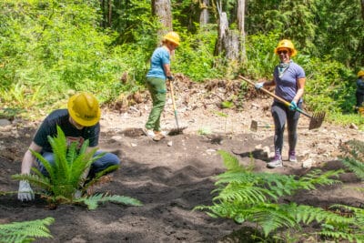 3 volunteers plant ferns in dirt in the forest